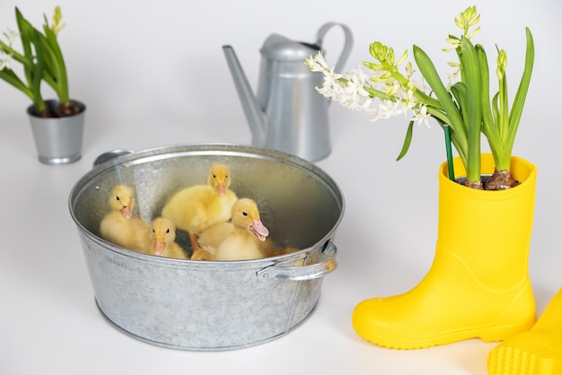 Small yellow fluffy ducklings in a metal bowl on a white background in studio