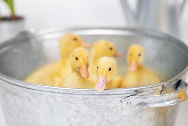 Small yellow fluffy ducklings in a metal bowl on a white background in studio