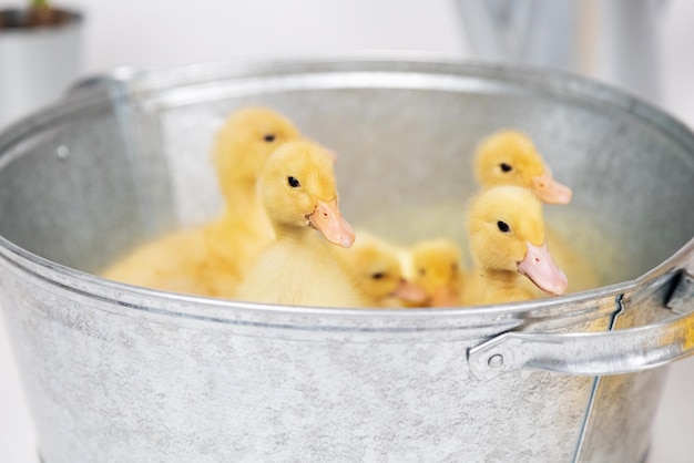 Small yellow fluffy ducklings in a metal bowl on a white background in studio