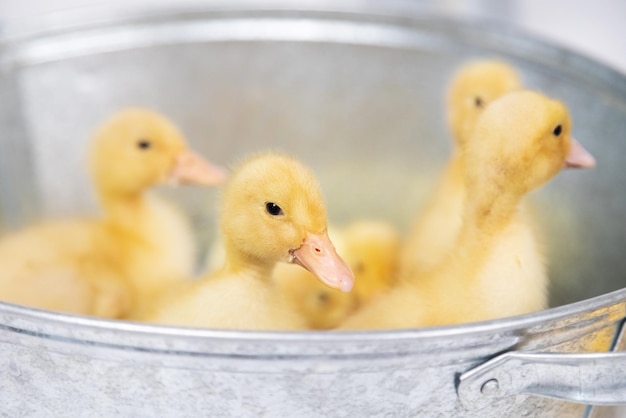 Small yellow fluffy ducklings in a metal bowl on a white background in studio