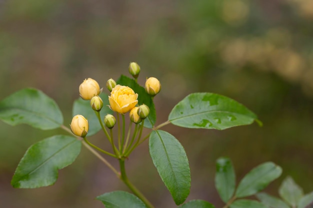 Small yellow roses Rosa banksiae illuminated by the sun in the garden selective focus