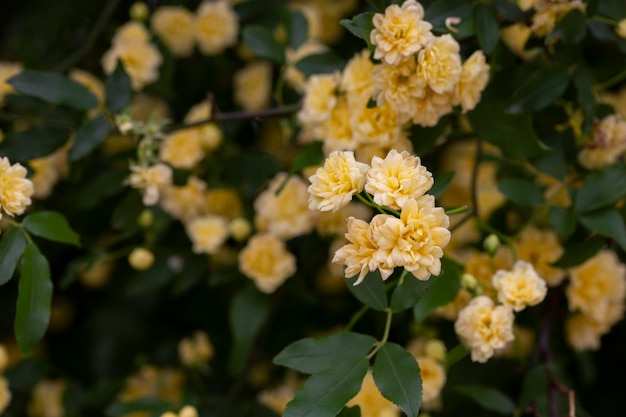 Small yellow roses Rosa banksiae illuminated by the sun in the garden selective focus