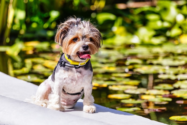 A small yorkshire terrier poses by the pond yorkshire dog