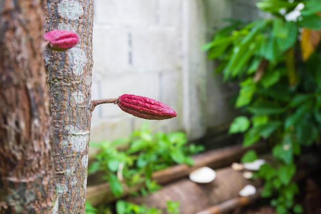 Small young cacao fruit on the cacao tree