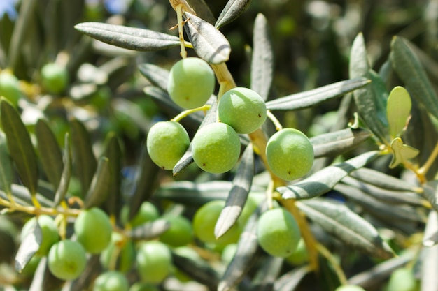 Small young green olives on tree in sunny day