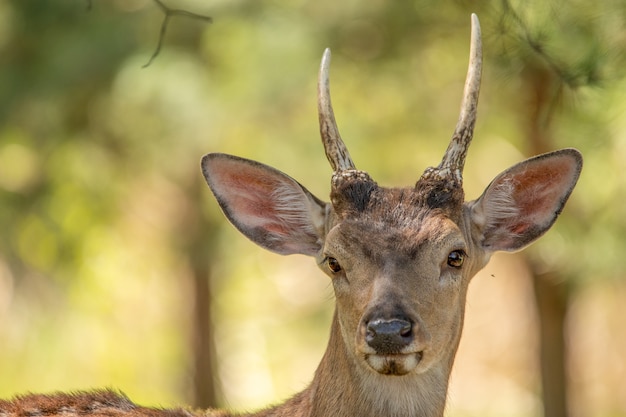 A small or young male red deer with undeveloped horns in the wild.