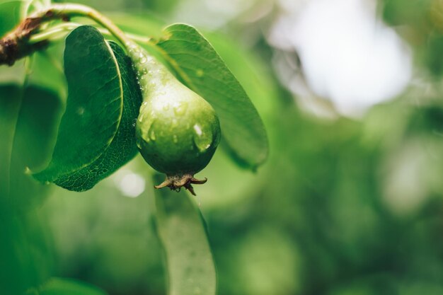 Small young pears growing on a tree