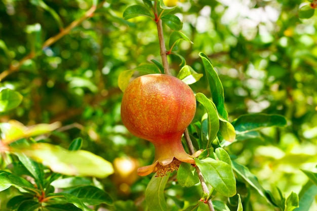 Small young pomegranate in the garden against the background of green leaves