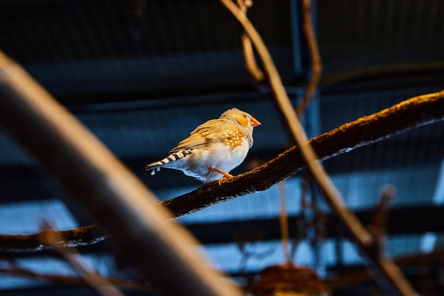 Small Zebra Finch bird in dark lighting on branches with light showcasing bird