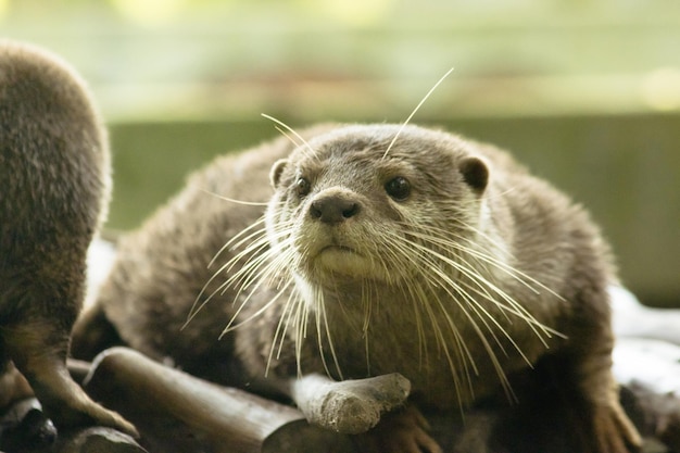 The smallclawed otter is the smallest otter in the worldxAxA