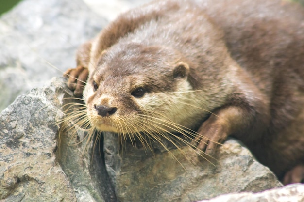 Smallclawed otter lie down and rest tucked into a rock