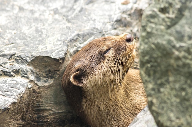 Smallclawed otter lie down and rest tucked into a rock