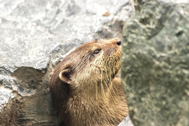 Smallclawed otter lie down and rest tucked into a rock