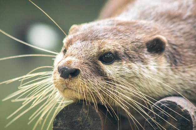 Smallclawed otter lying on dry logsxAxA