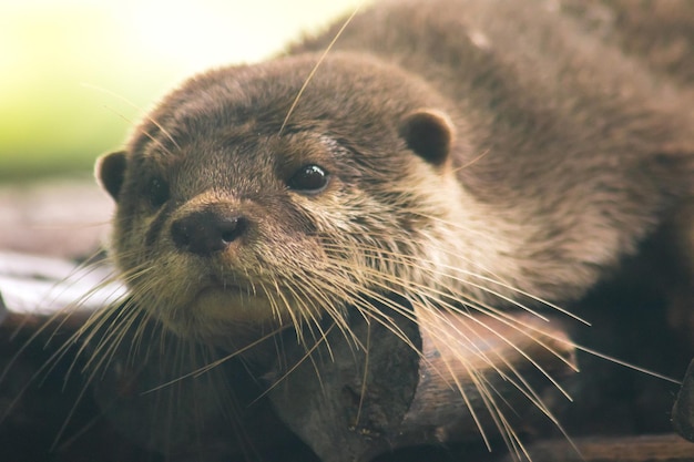 Smallclawed otter lying on the log