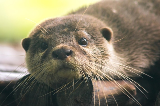 Smallclawed otter lying on the log