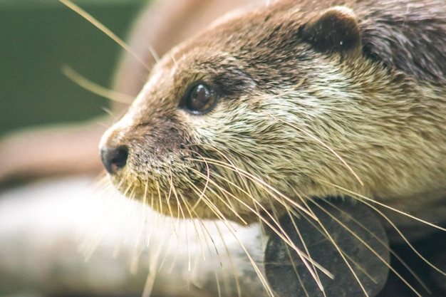 Smallclawed otter lying on the log