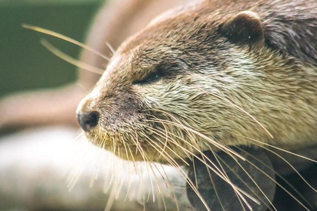 Smallclawed otter lying on the log