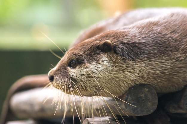 Smallclawed otter lying on the log