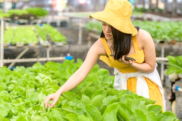 Smart agriculture, farm , sensor technology concept. Farmer hand using smart phone for monitoring temperature , humidity , pressure , light of soil in strawberry farm.