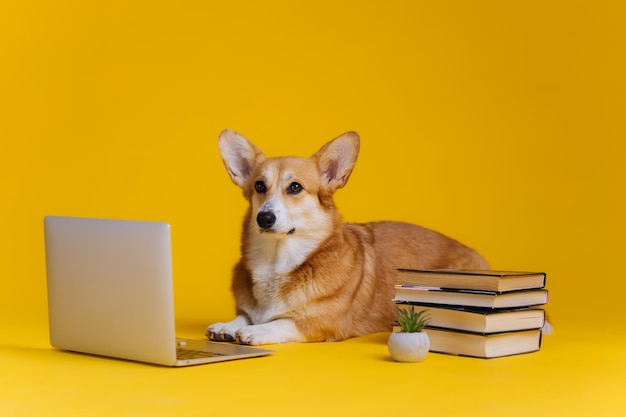 Smart cute Welsh Corgi Pembroke with laptop and stack of book is studying on yellow studio background Most popular breed of Dog