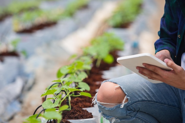 Smart farm Farmer using tablet computer control agricultural system in greenhouse before harvest