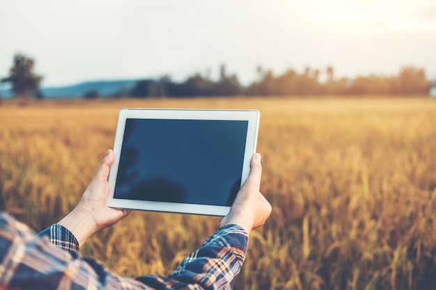 Smart farming Agricultural technology and organic agriculture Woman using the research tablet and studying the development of rice varieties in rice field