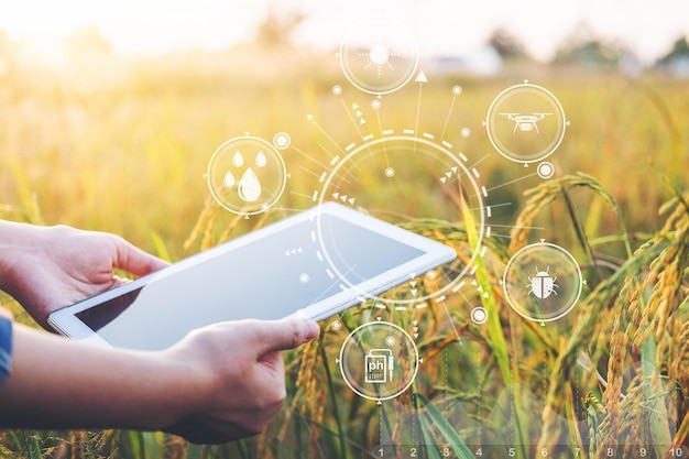 Smart farming Agricultural technology and organic agriculture Woman using the research tablet and studying the development of rice varieties in rice field