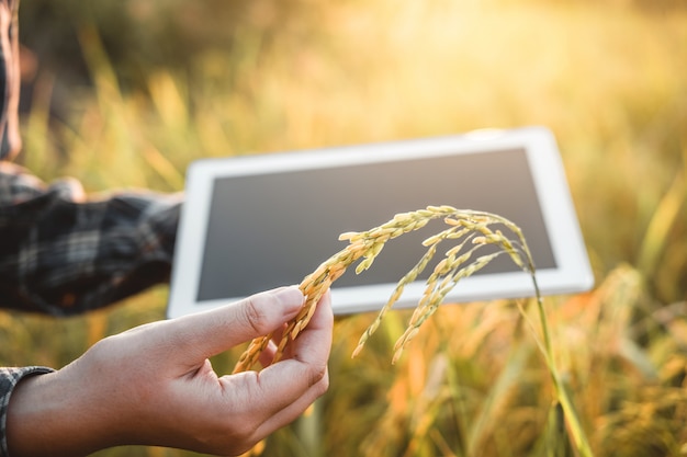 Smart farming Agricultural technology and organic agriculture Woman using the research