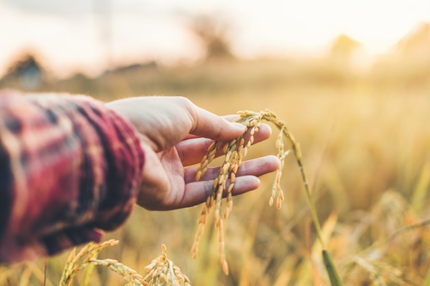 Smart farming and organic agriculture Woman studying the development of rice varieties