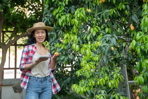 Smart farming using modern technologies in agriculture. woman farmer with digital tablet computer, phone in farm marian plum using apps and internet, Marian plum, Marian mango. (mayongchid in Thai)