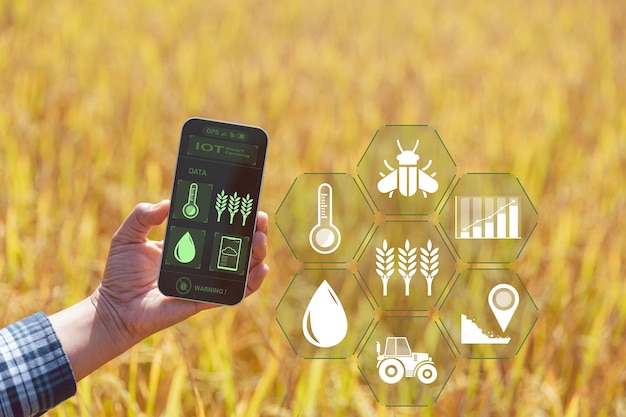 Smart Farming with Internet of Things IoT concept Agriculture and modern technology are used to manage crops Analysis of insights such as weather soil conditions and environmental crop rice field