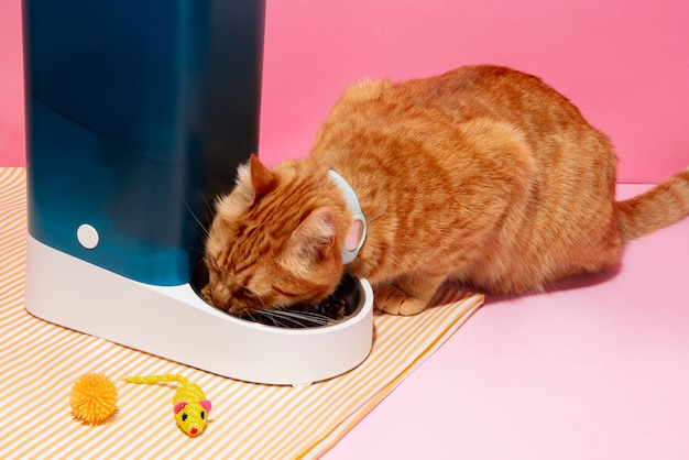 Smart feeder for pets still life