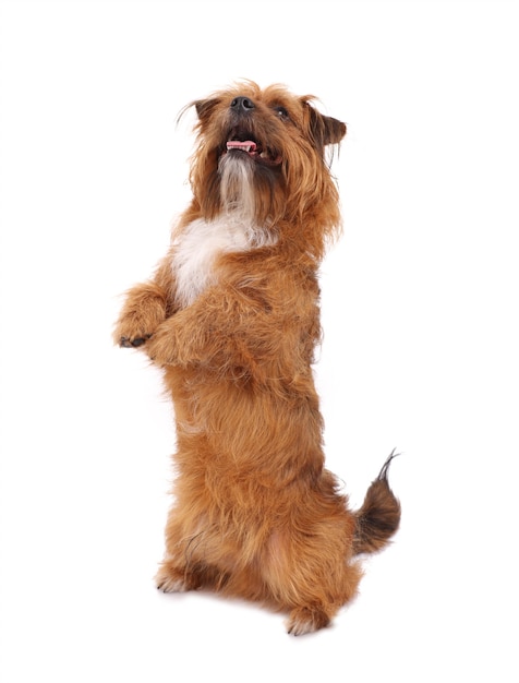 a smart terrier showing a trick over white background