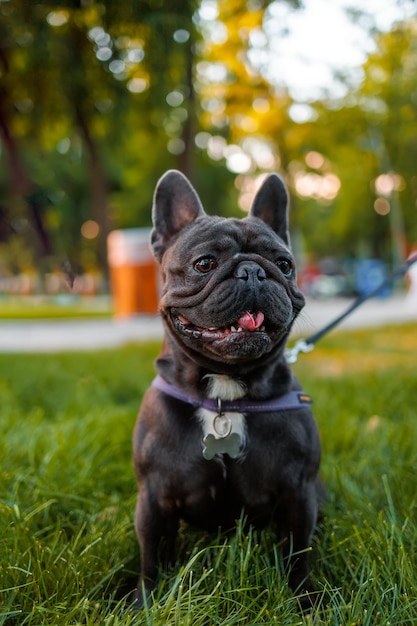 Smart thoroughbred french bulldog obeyed the command to sit in the park on the lawn