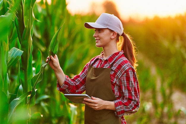 Smart woman farmer agronomist using digital tablet for examining and inspecting quality control of produce corn crop. Modern technologies in agriculture management and agribusiness