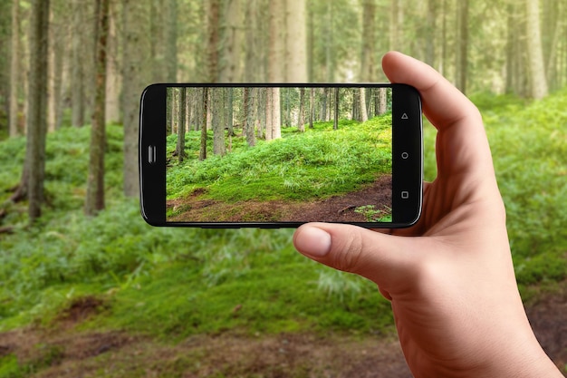 Smartphone in hand photographing the nature of the forest on the screen