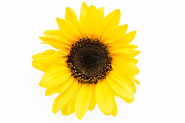 Smile of yellow sunflower on a white background the floral pattern the apartment lay top view frame