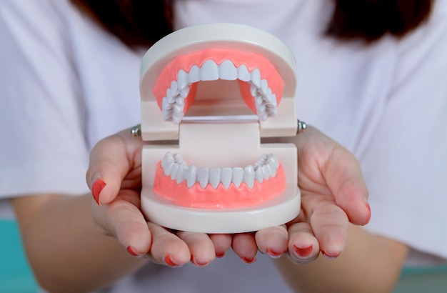 Smiling Asian woman holding tooth model on blue screen background. Dental care and healthy teeth.