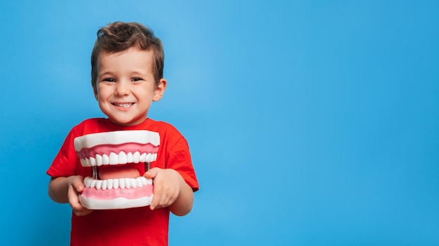 A smiling boy with healthy teeth holds a large jaw in his hands on a blue isolated background Oral hygiene Pediatric dentistry Prosthetics Rules for brushing teeth A place for your text