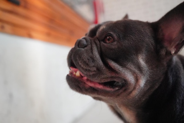 Smiling cute happy pet dog showing his teeth