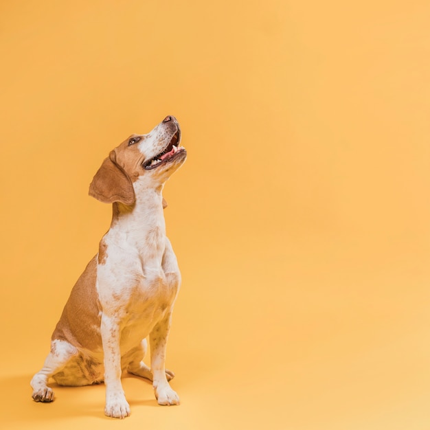 Smiling dog looking up with copy space