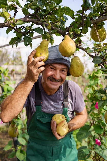 Smiling Elderly man with mustasche harvesting pears in his garden