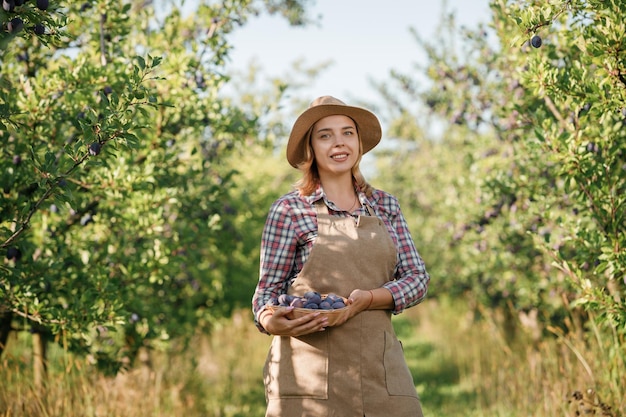 Smiling female farmer worker crop picking fresh ripe plums in orchard garden during autumn harvest Harvesting time