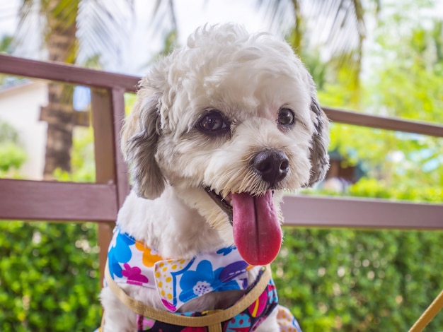 Smiling happy dog