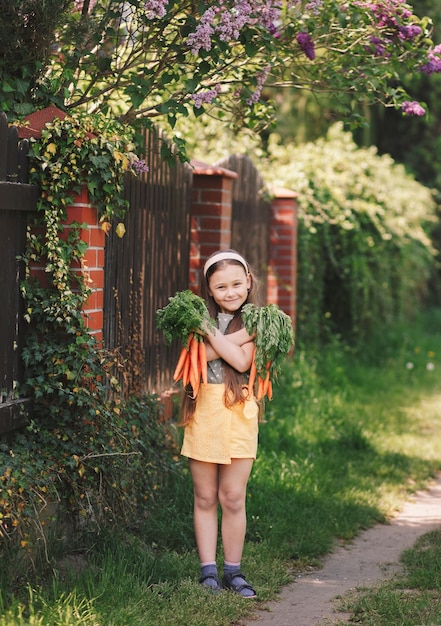 Smiling little girl in a garden holds a two bunches of fresh carrots Vertical