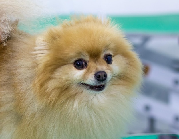 smiling muzzle of a Pomeranian puppy, at the groomer