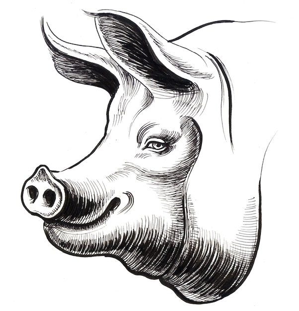 Smiling pig head. Ink black and white drawing