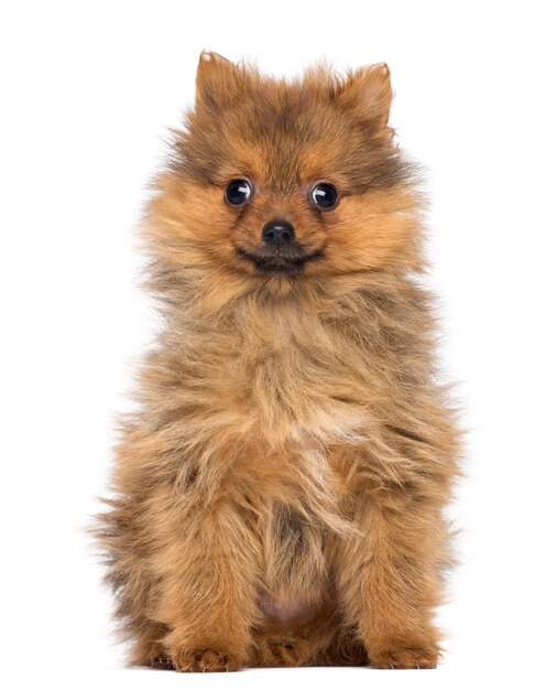 Photo smiling pomeranian puppy sitting, isolated