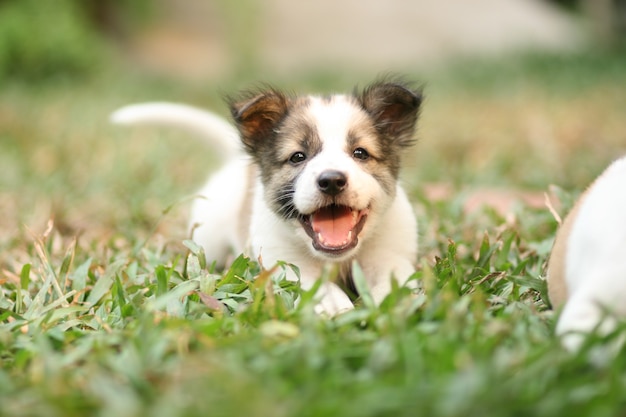 Smiling puppy on green grass